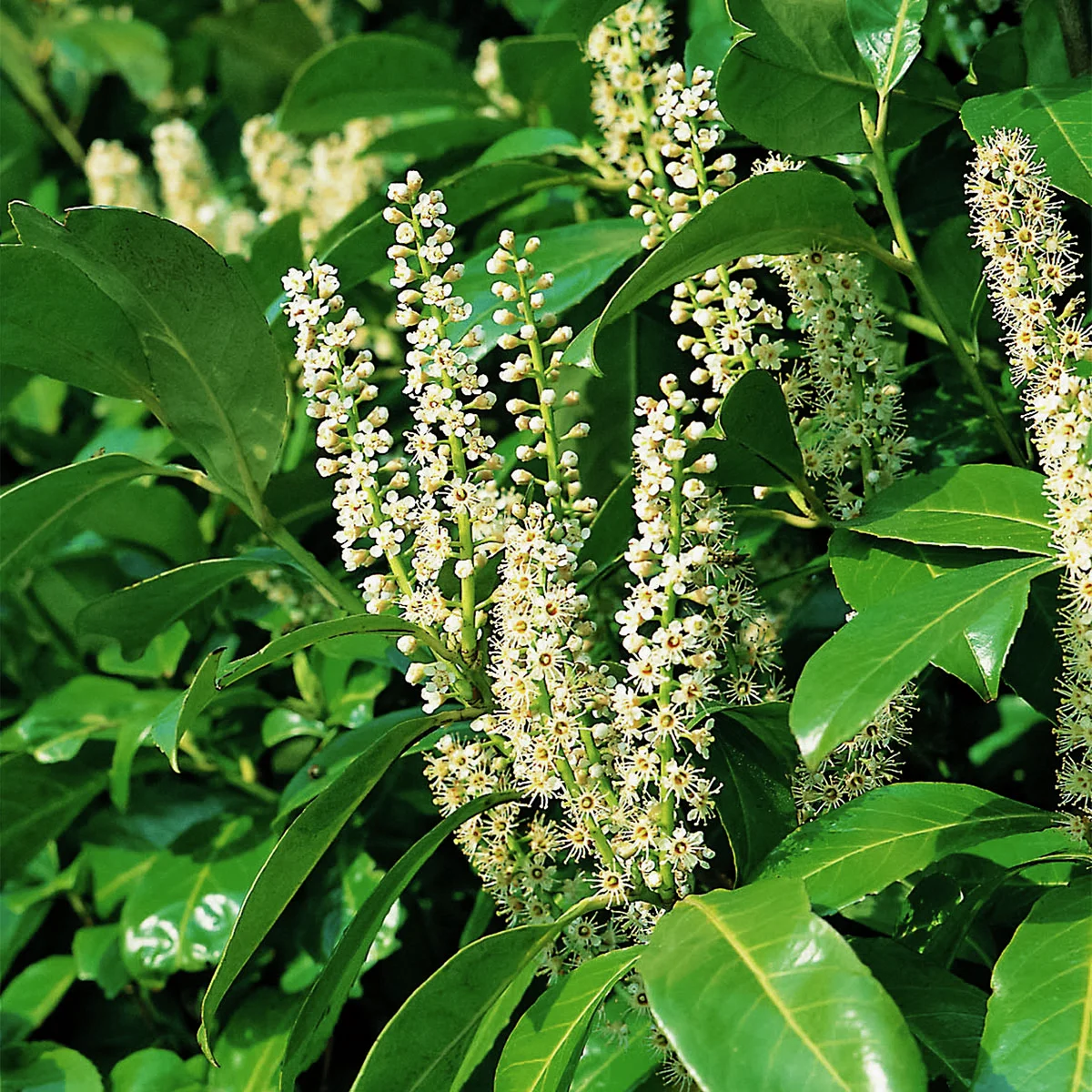 Kirschlorbeer Rotundifolia, im ca. 23 cm-Topf, Höhe ca. 40-60 cm