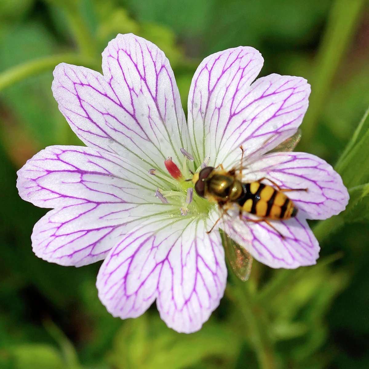 Oxford-Storchschnabel Katherine Adele