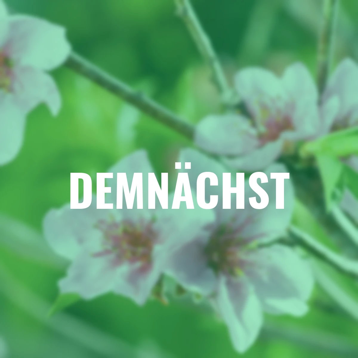 Nektarine Fantasia, im 23 cm-Topf