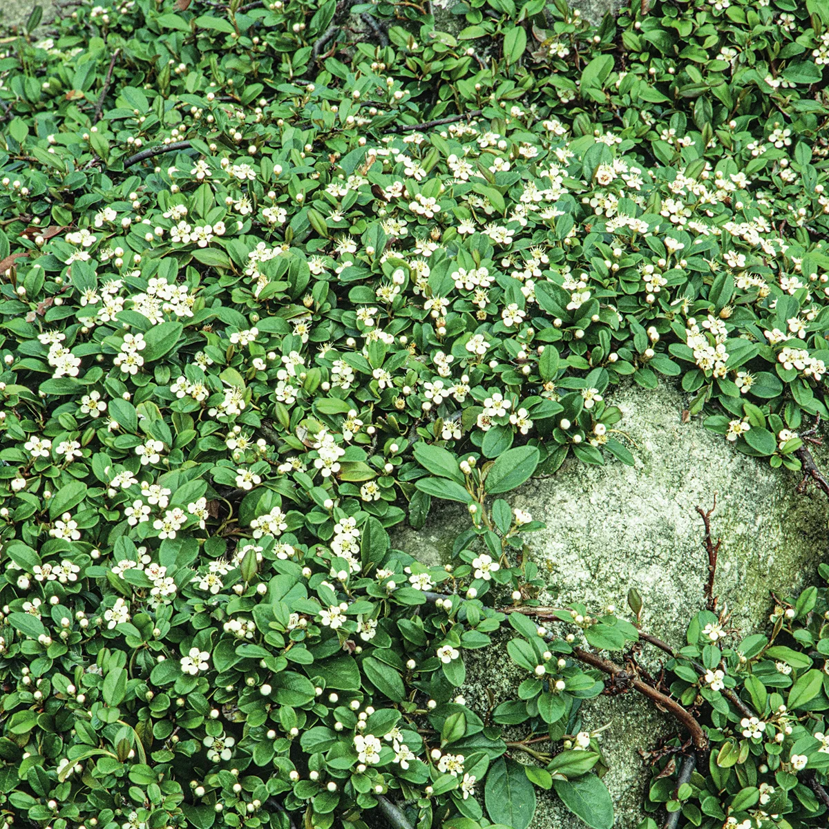 Zwergmispel Frieders Evergreen