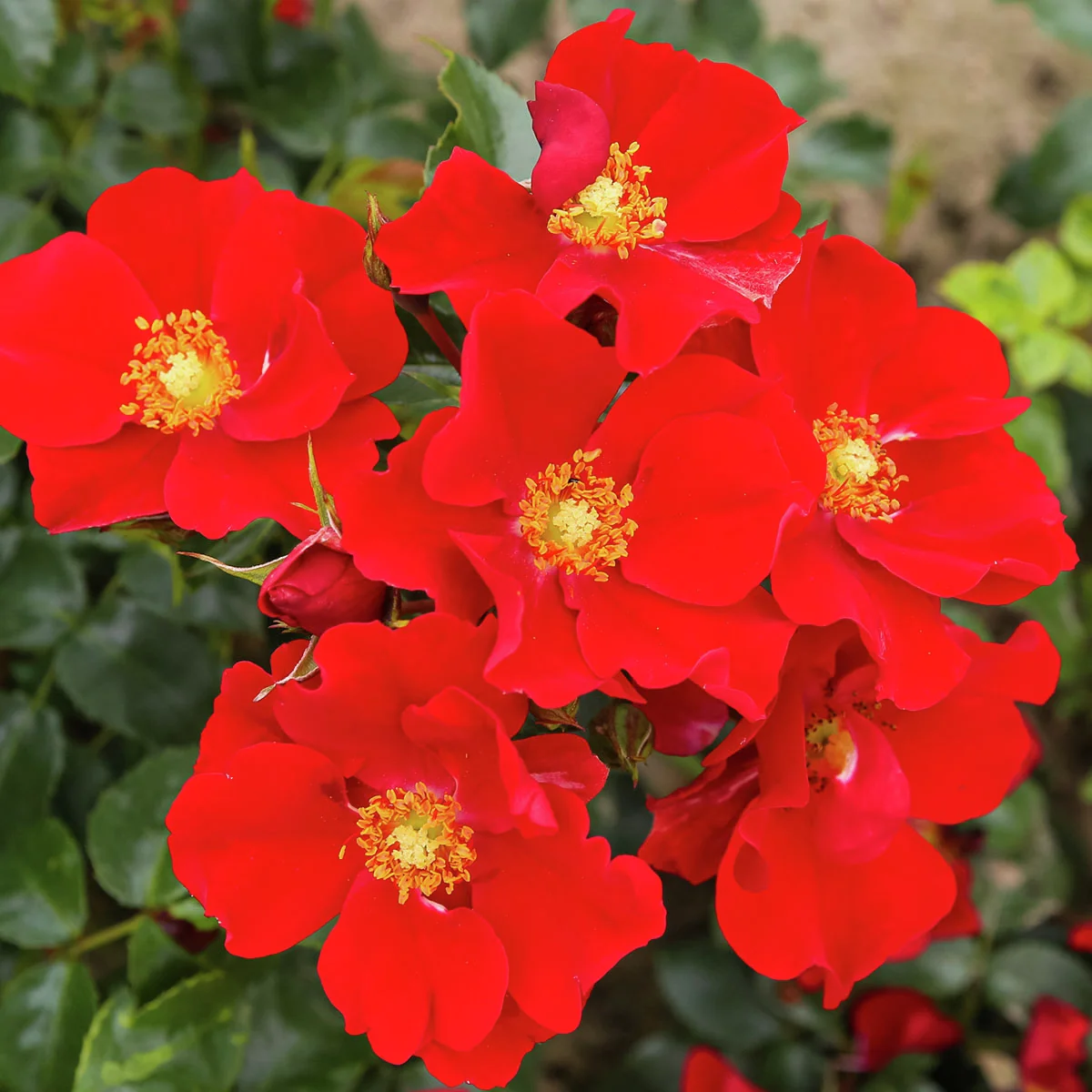 Kleinstrauchrose Alexander von Humbold®