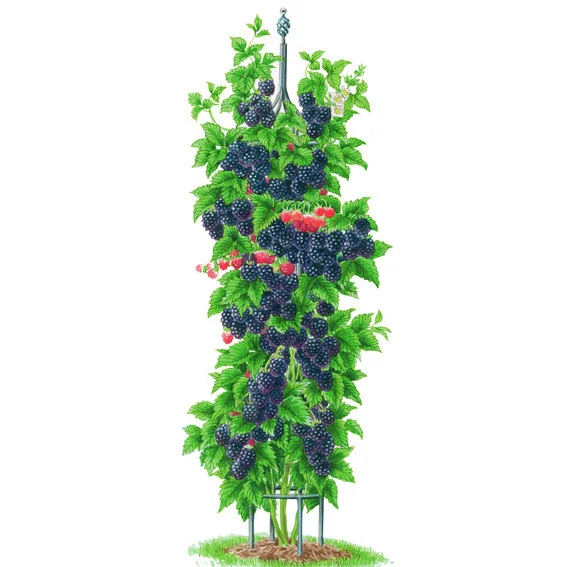 Säulen-Brombeere Navaho® Bigandearly®