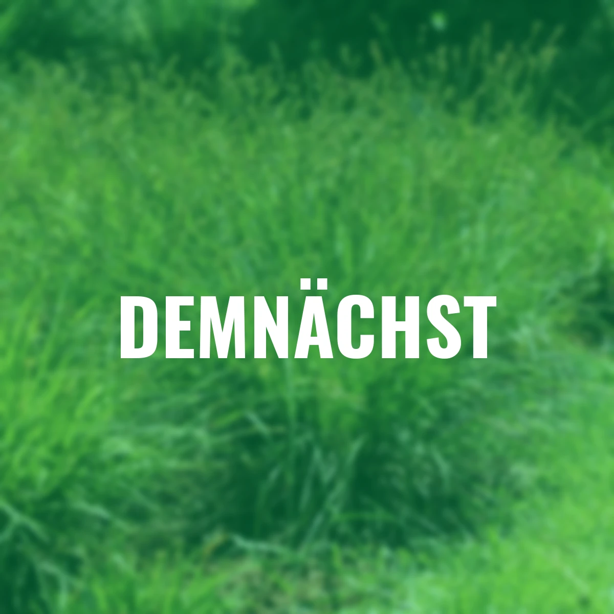 Bodendeckergras Westfälische Segge