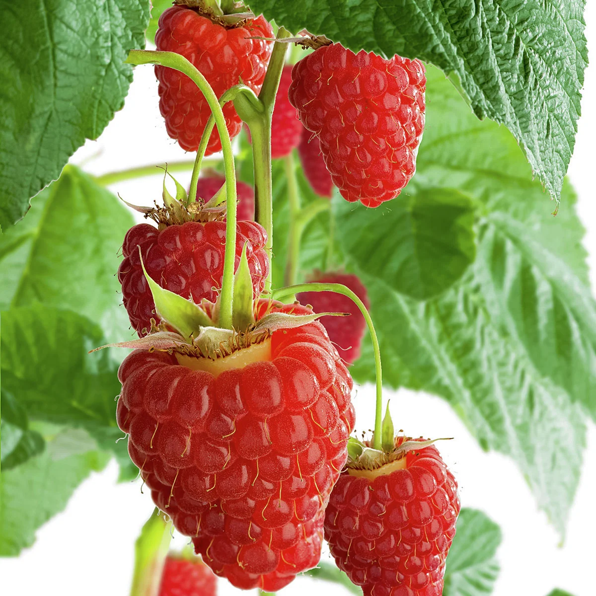 Himbeere Himbo-Top®