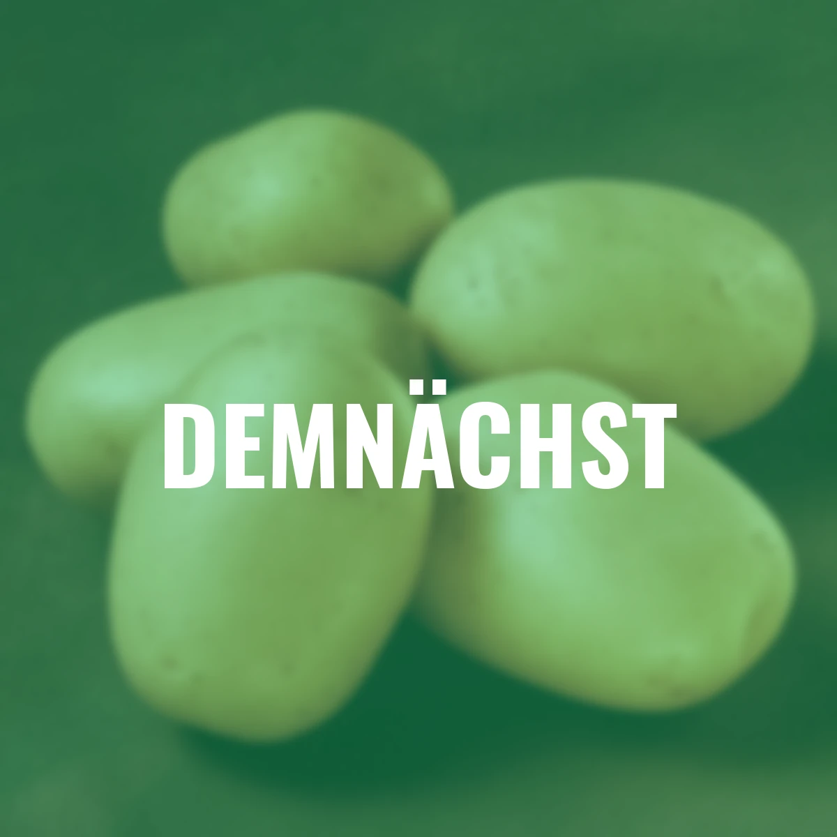 Kartoffel Ballerina 2,5 kg