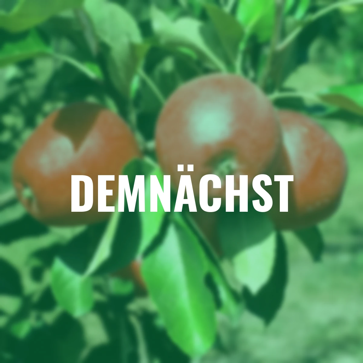 Säulen-Apfel Redcats®