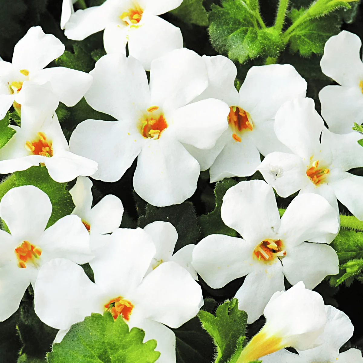 Schneeflockenblume, weiß