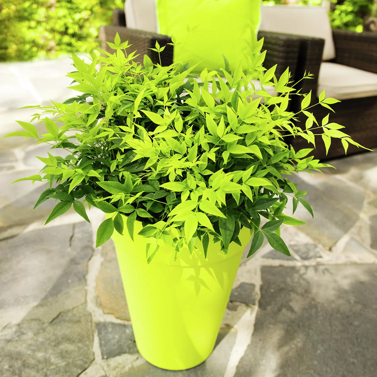 Himmelsbambus Magical Lemon and Lime