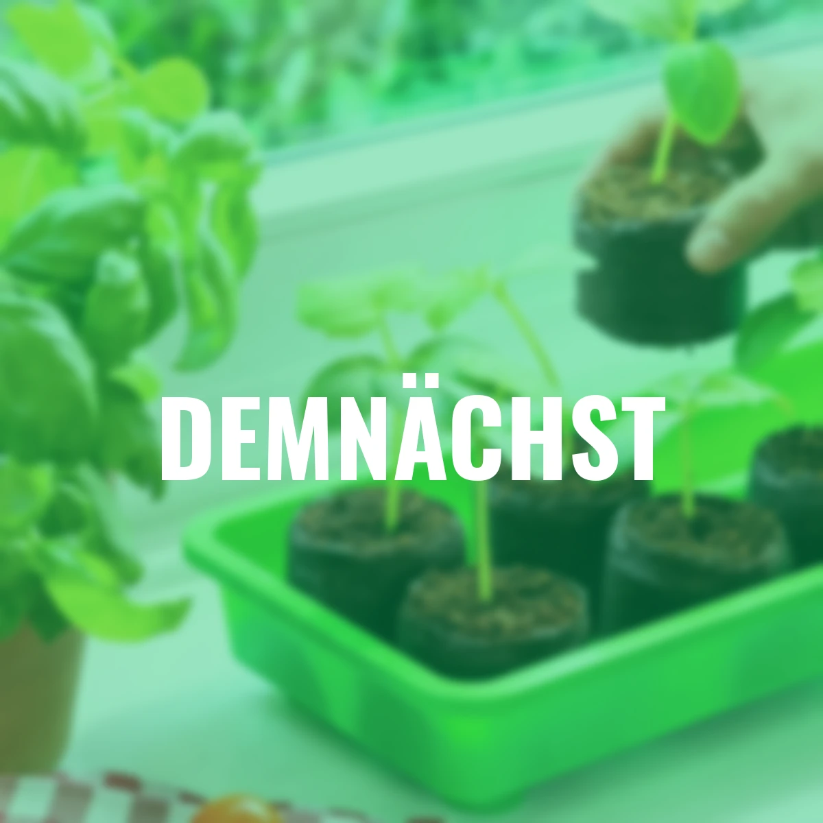 6 Kokos-Quelltabletten 70 mm Ø