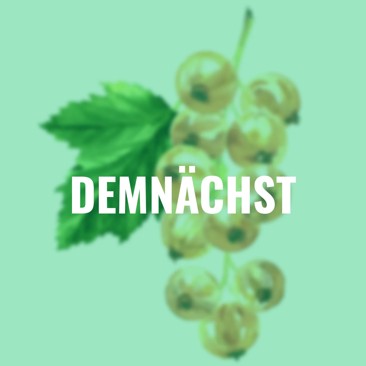 Johannisbeere Weiße aus Jüterbog