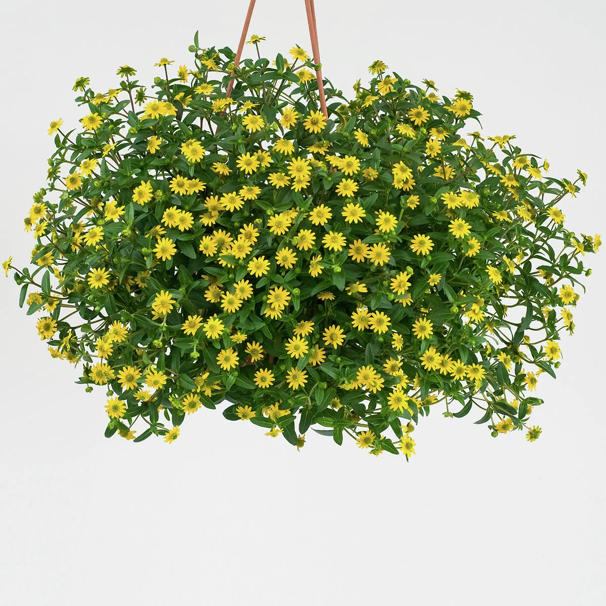 Gelbes Husarenknöpfchen