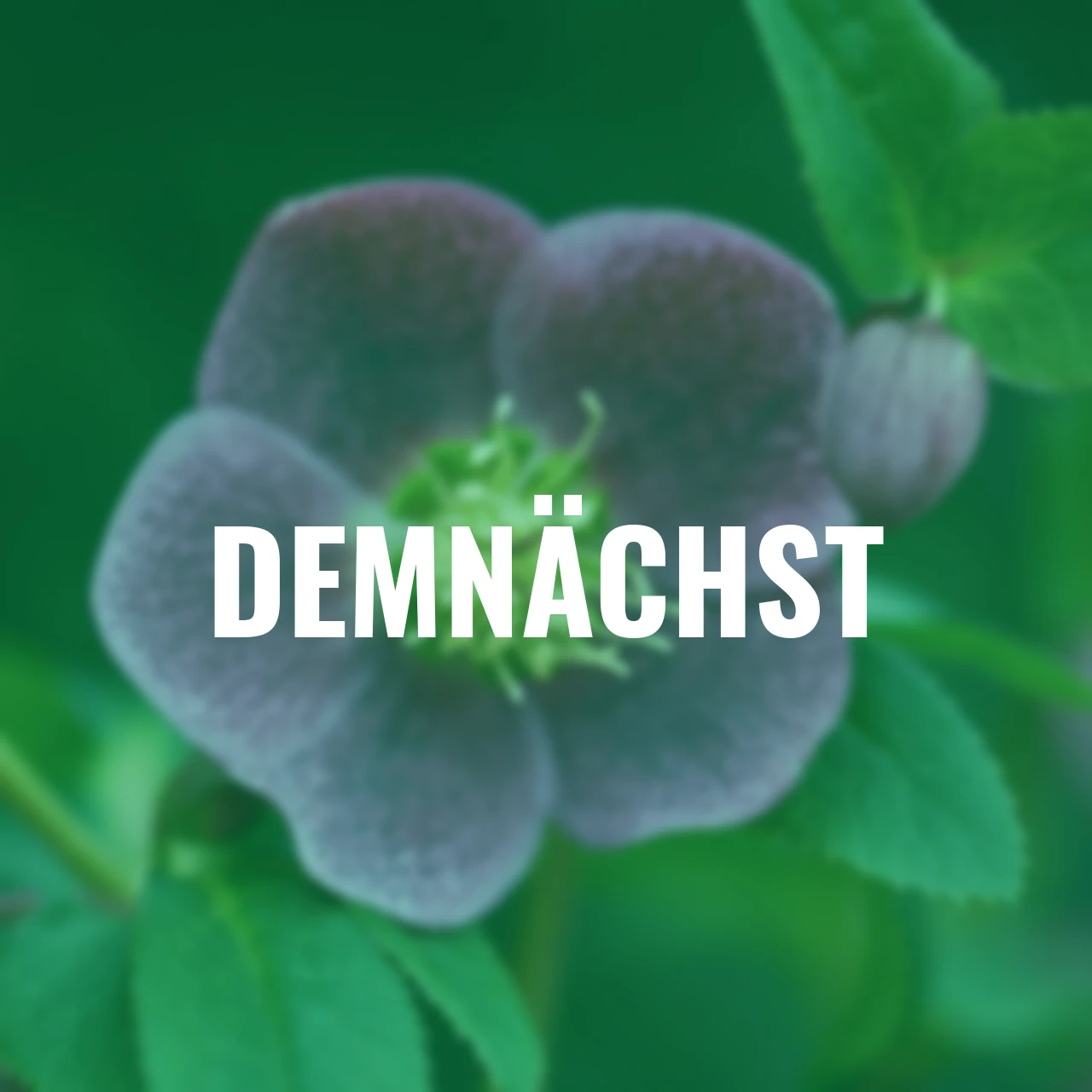 Lenzrose ViV Batista, Höhe ca. 20-25 cm