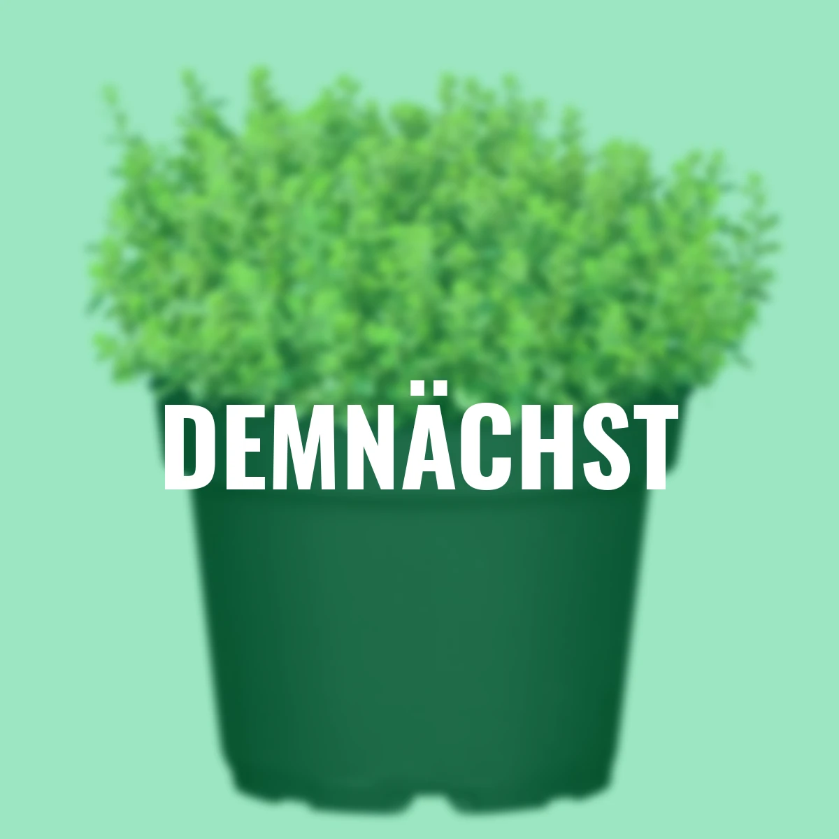 Eataliano Zitronen-Thymian