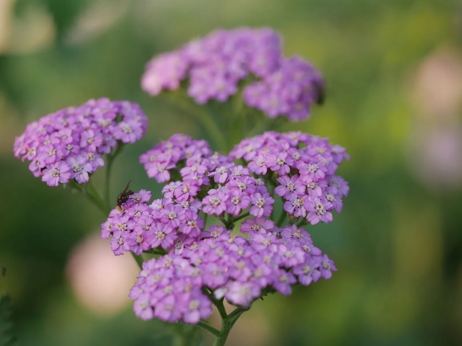 Schafgarbe Lilac Beauty