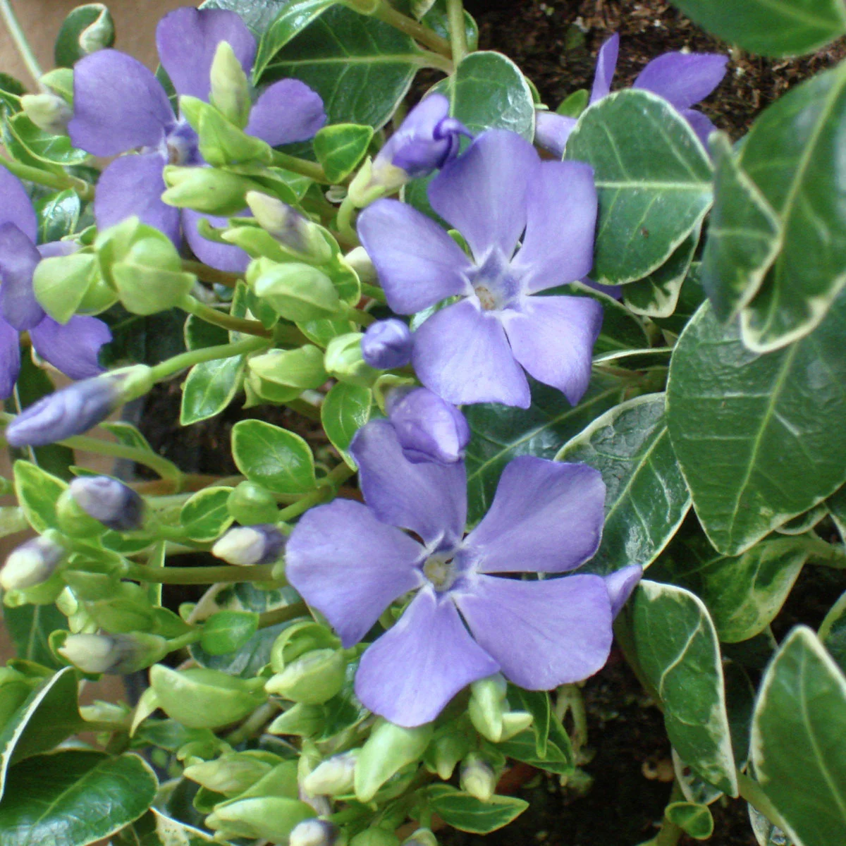 Immergrün Ralph Shugert