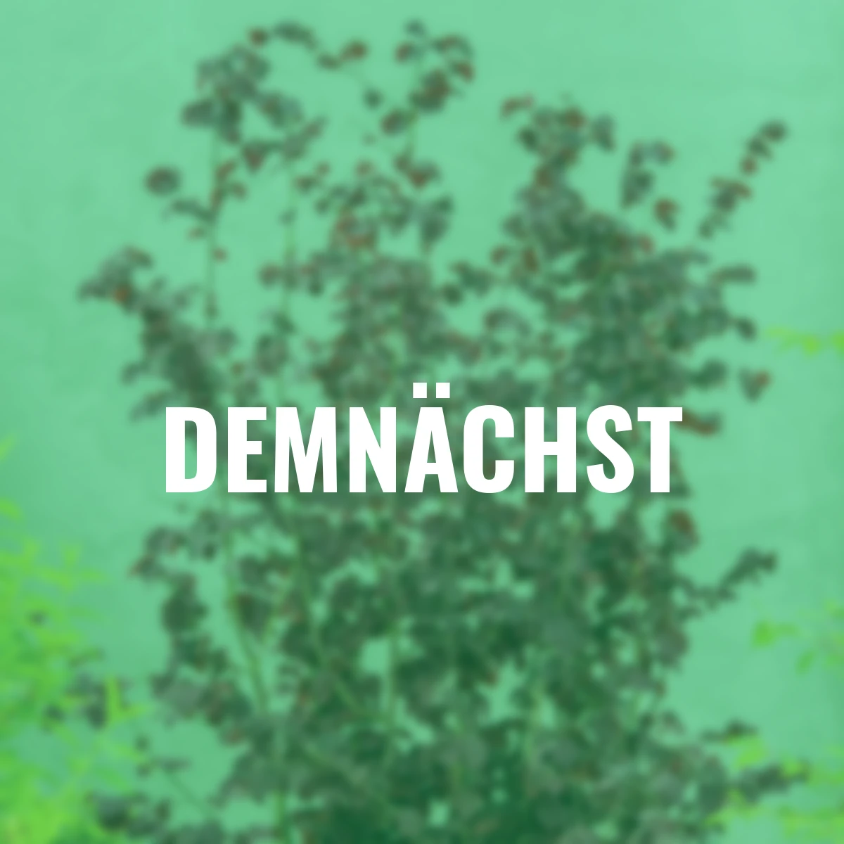 Haselnussstrauch, rotlaubig