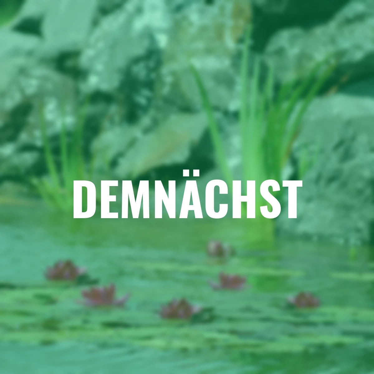 Seerose James Brydon, rot