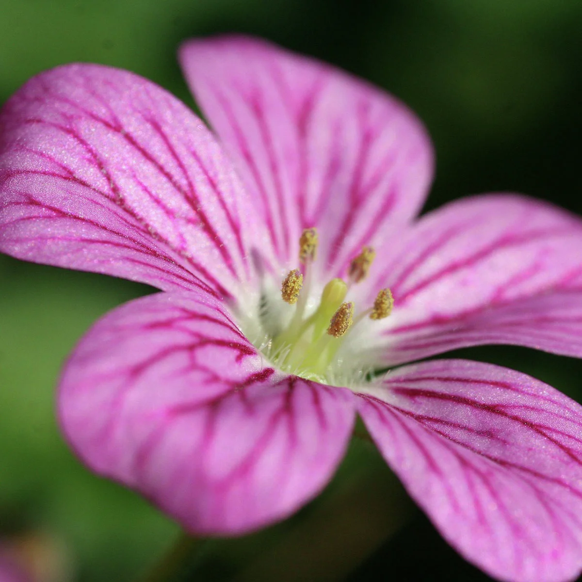 Reiherschnabel Bishopsform