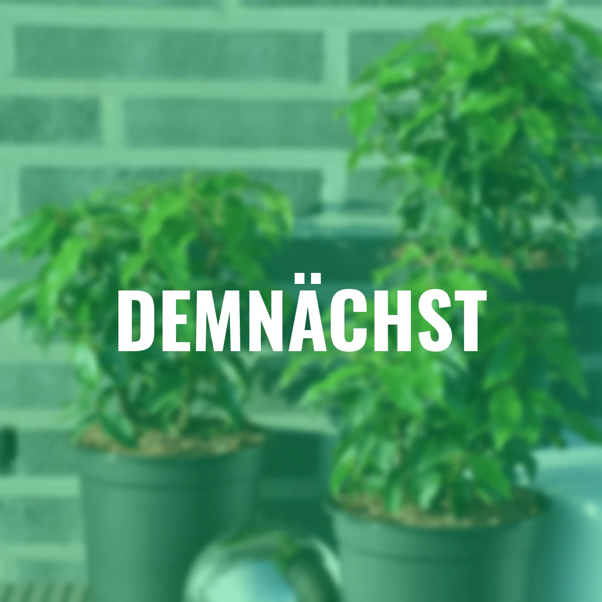 Portugiesischer Kirschlorbeer