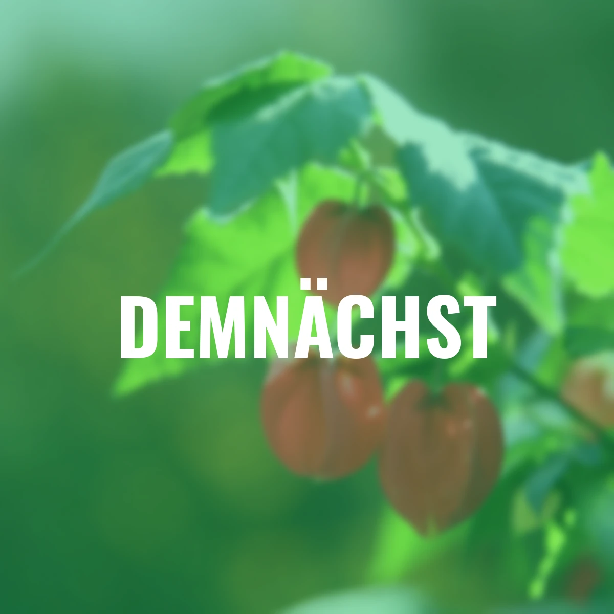 Schönmalven-Stamm, rot-gelb