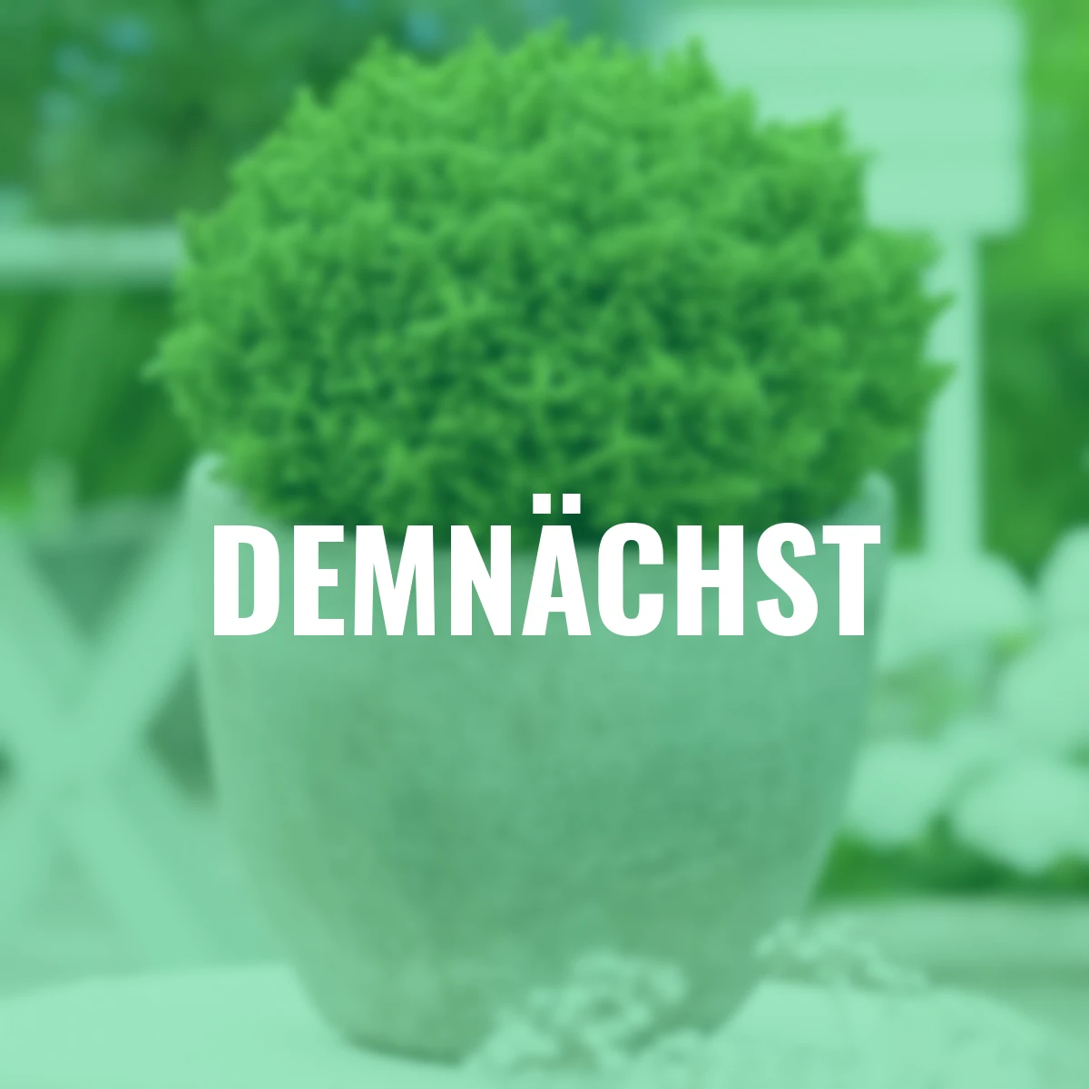 Hebe Greenboys® Bob