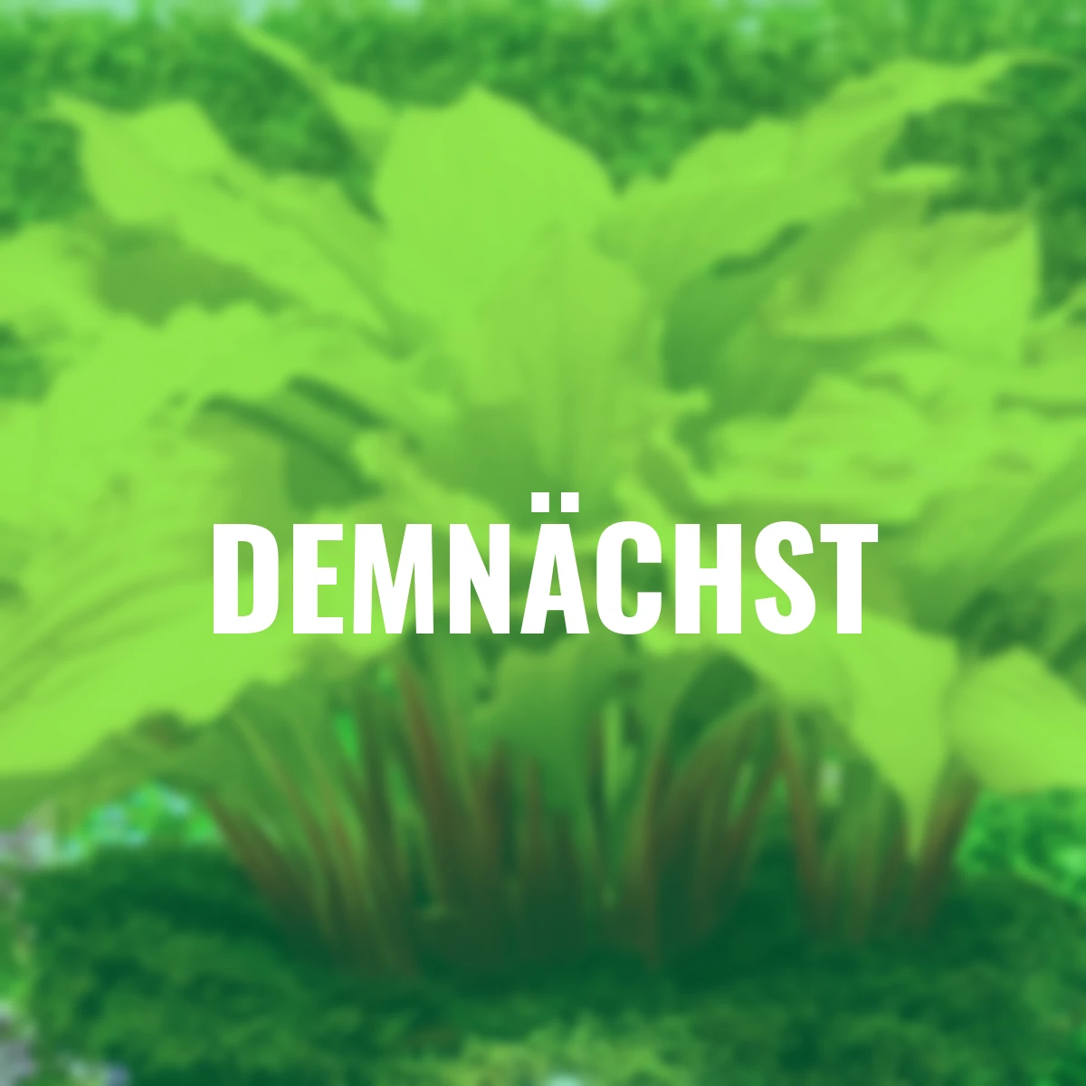 Funkie Lipstick Blonde