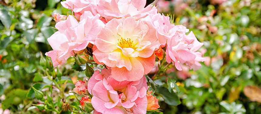 Üppig blühende Bodendeckerrosen im Garten