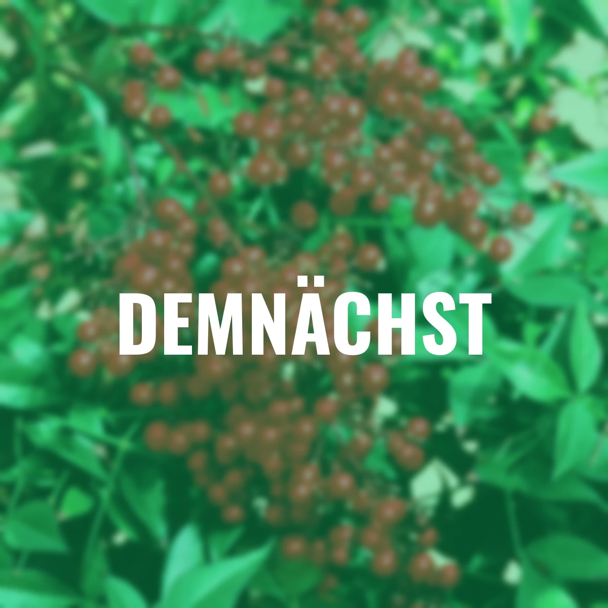 Heiliger Bambus Nandina