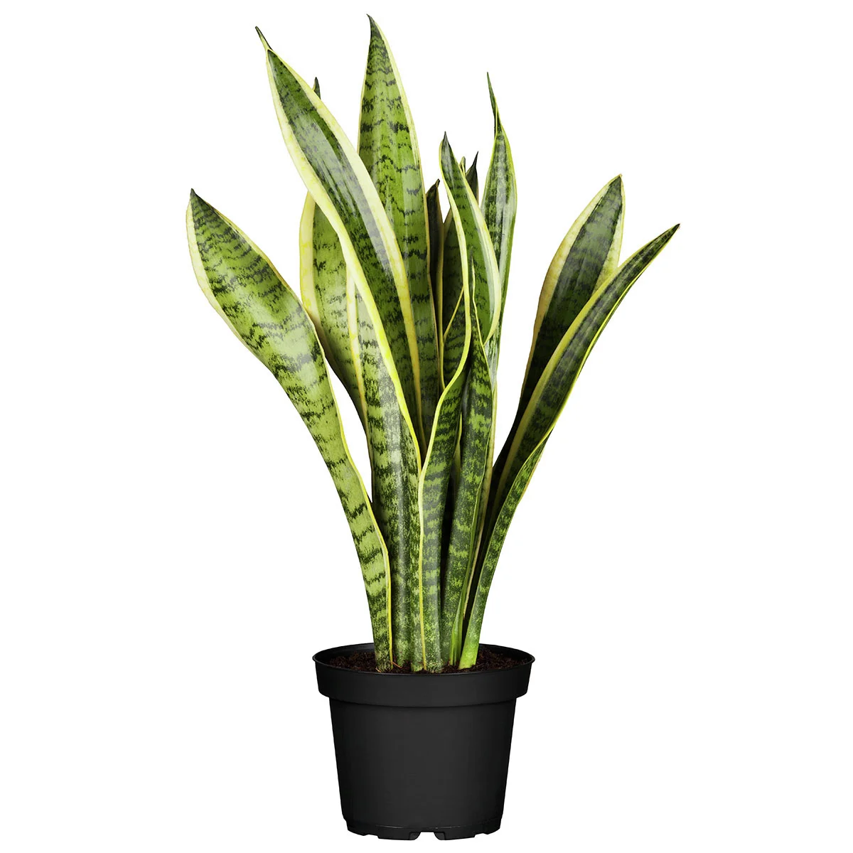 Großer Bogenhanf Laurentii, im ca. 17 cm-Topf, Höhe ca. 60-70 cm