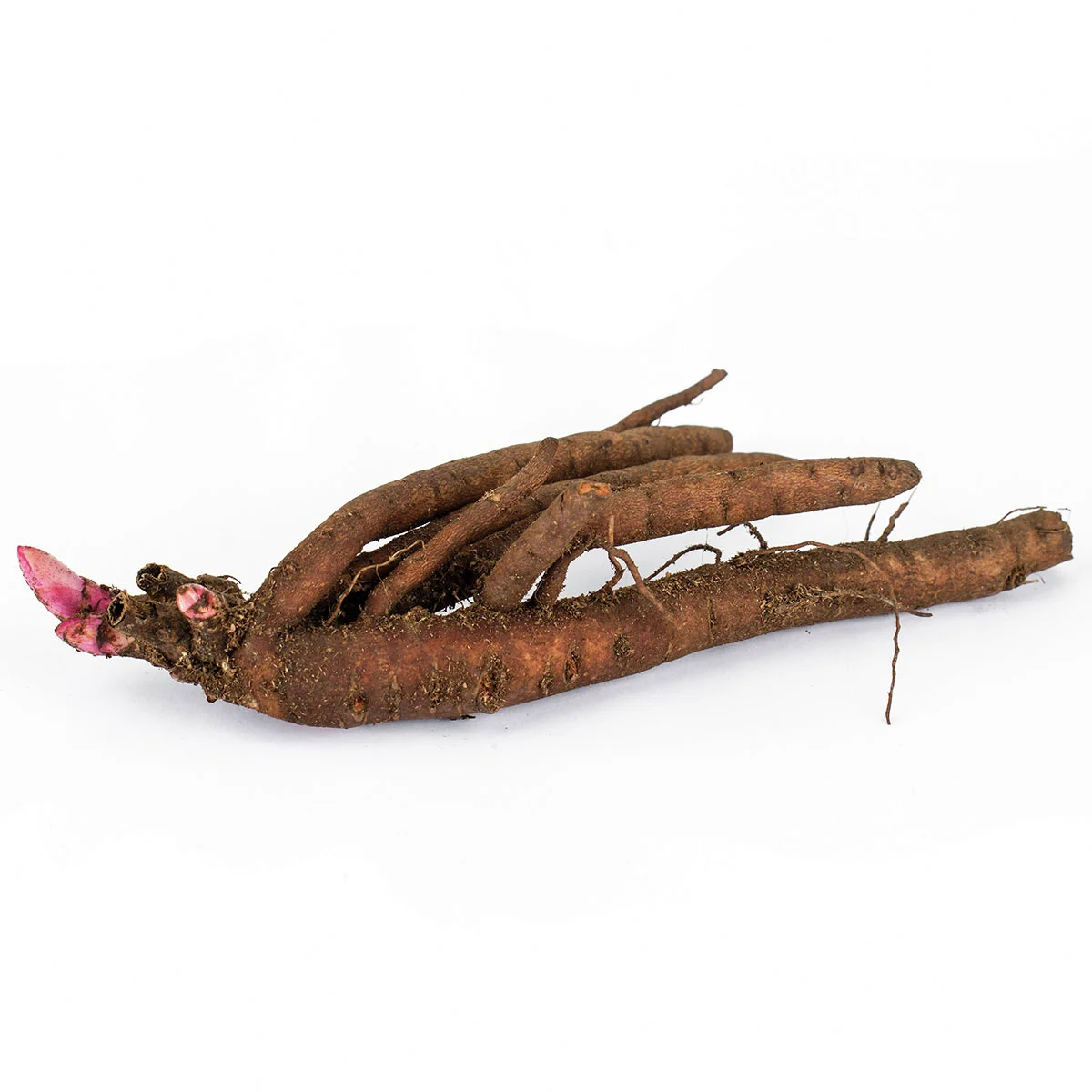 Duftpfingstrose Edulis Superba