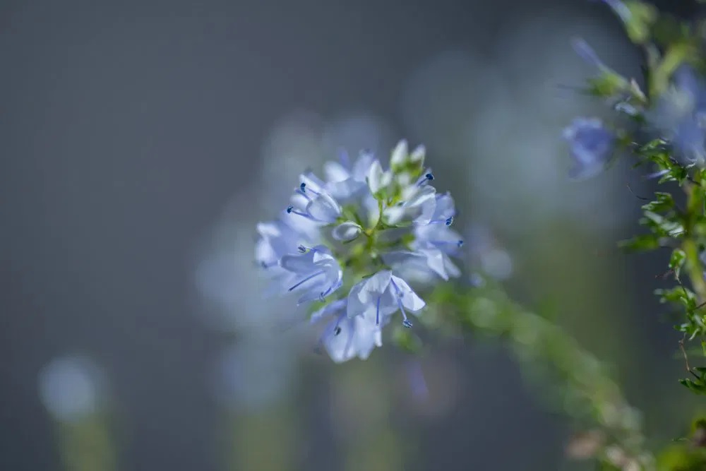 Niederliegender Ehrenpreis