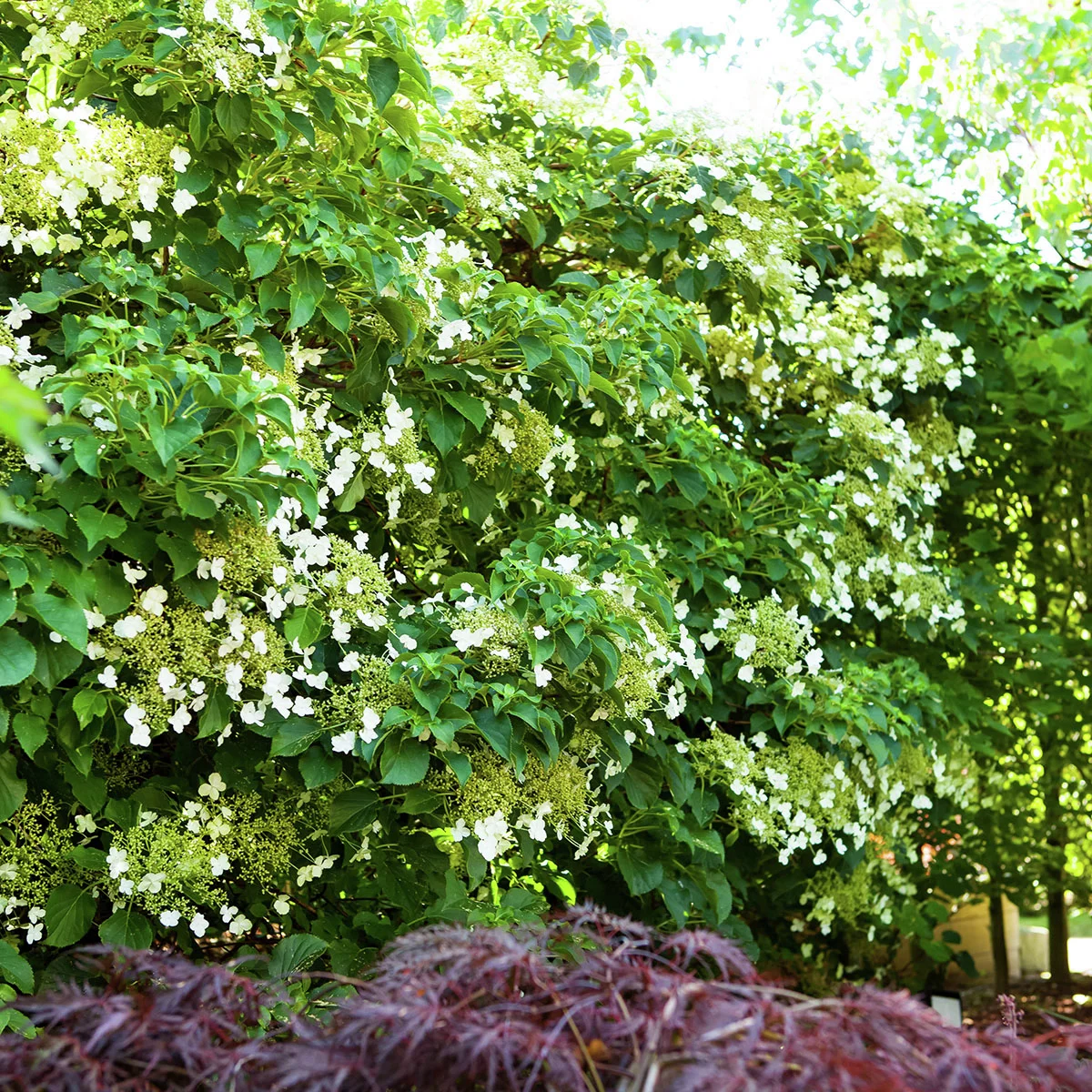 Kletterhortensie Der Klassiker