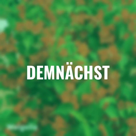 Ziergehölz-Set Blütenhecke