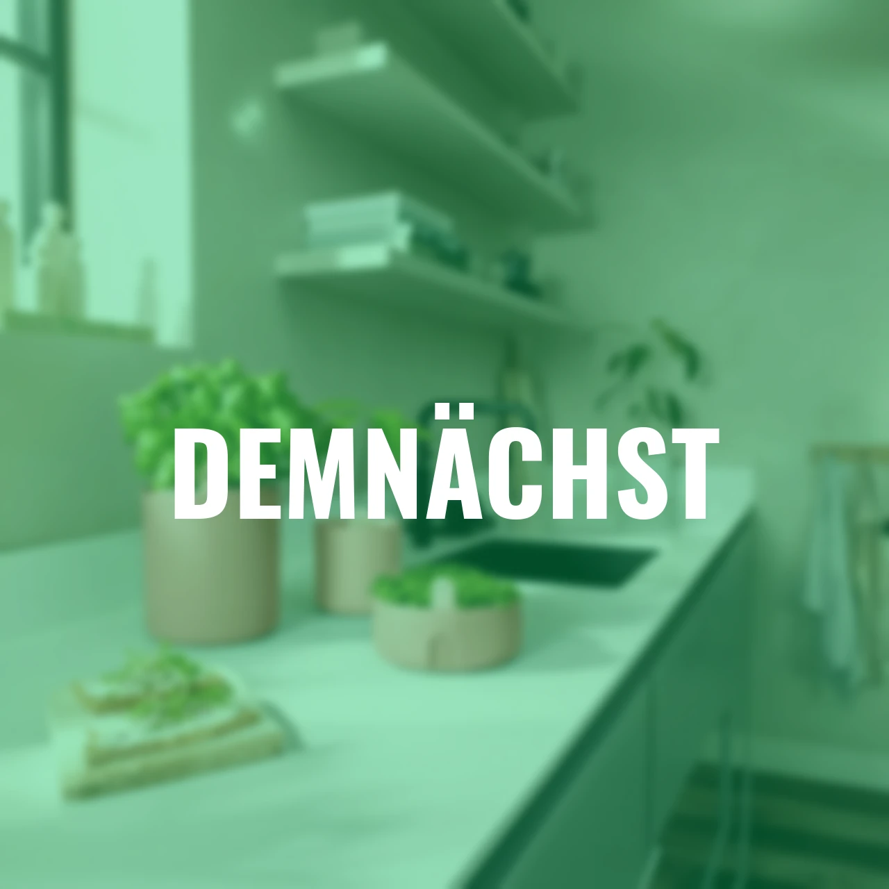 Basilikum-Topf Bouncy Basil 17 cm terracotta