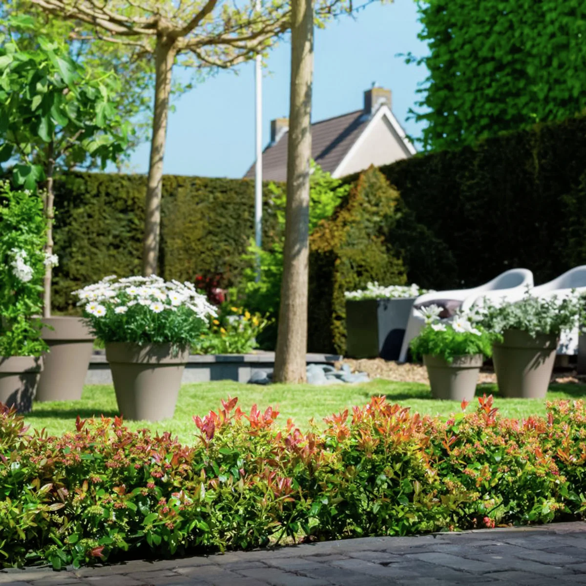 Heidelbeere BrazelBerry® Berry Bux® - Laufender Meter, 6 Pflanzen, im ca. 11 cm-Topf