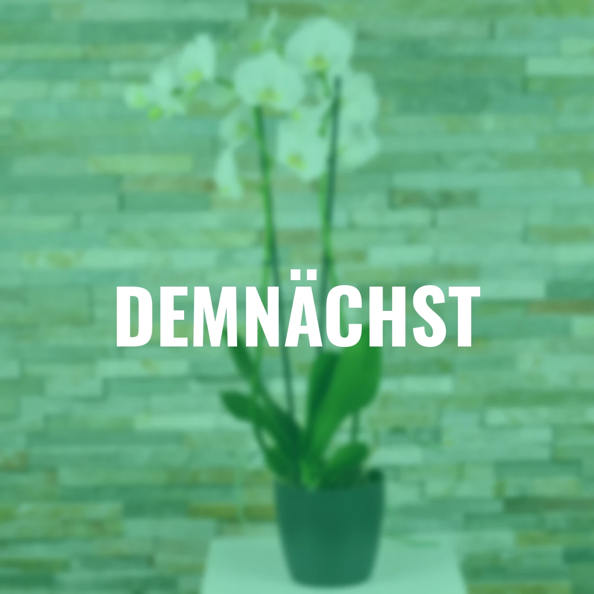 Schmetterlings-Orchidee Grandiflora, Höhe ca. 50-60 cm