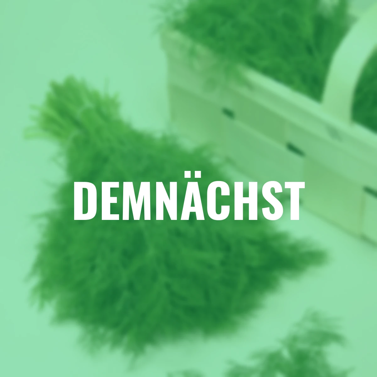 Saatgut-Holzbox Kräutergarten, 7 Saatgut-Sorten