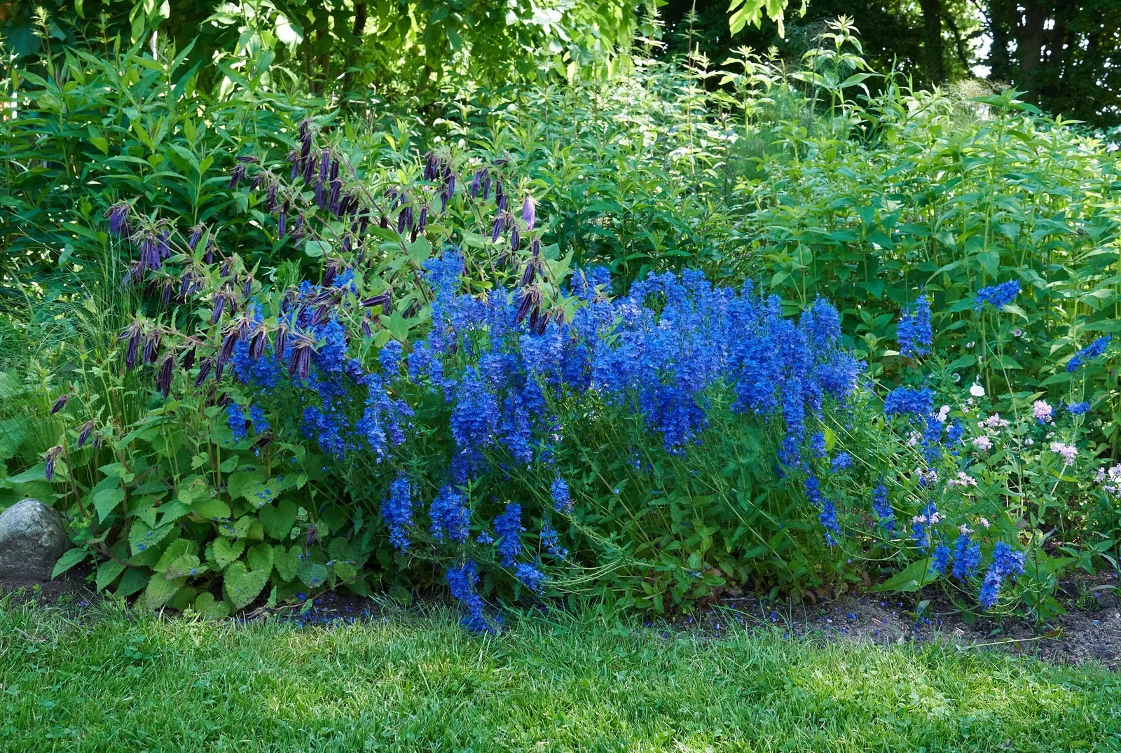 Ehrenpreis Knallblau