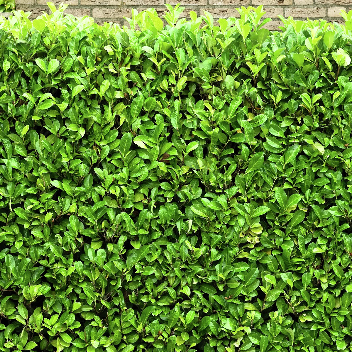 Kirschlorbeer Rotundifolia, im ca. 9 cm-Topf, Höhe ca. 15-20 cm