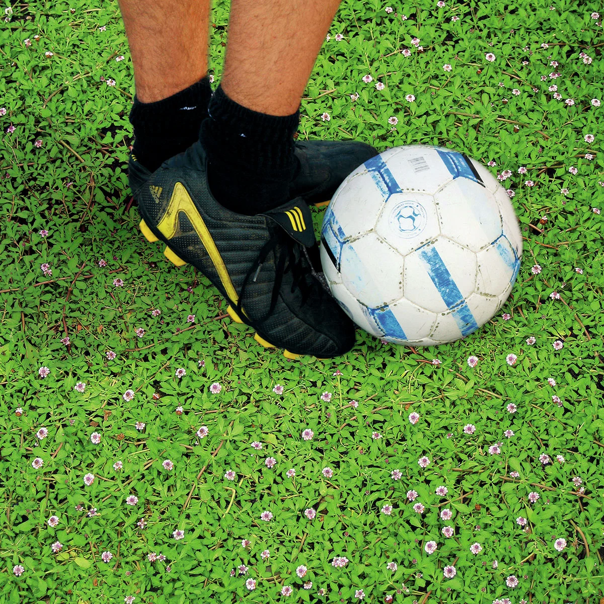 Teppichverbene Summer Pearls, weiß