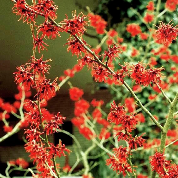 Zaubernuss Feuerzauber, rot