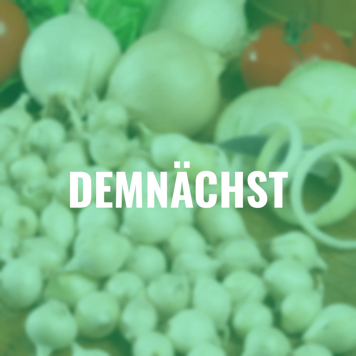 Steckzwiebel Snowball, 250 g