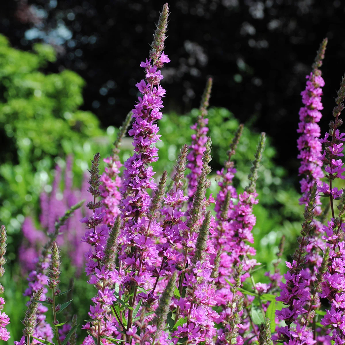 Blutweiderich, im ca. 17 cm-Topf