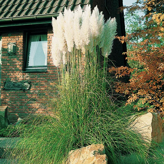 Weißes Pampasgras, im ca. 14 cm-Topf