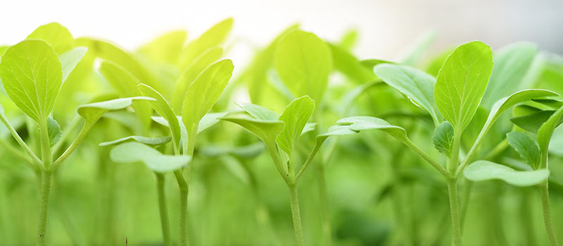 Keimlinge in Anzuchttöpfen im Gewächshaus