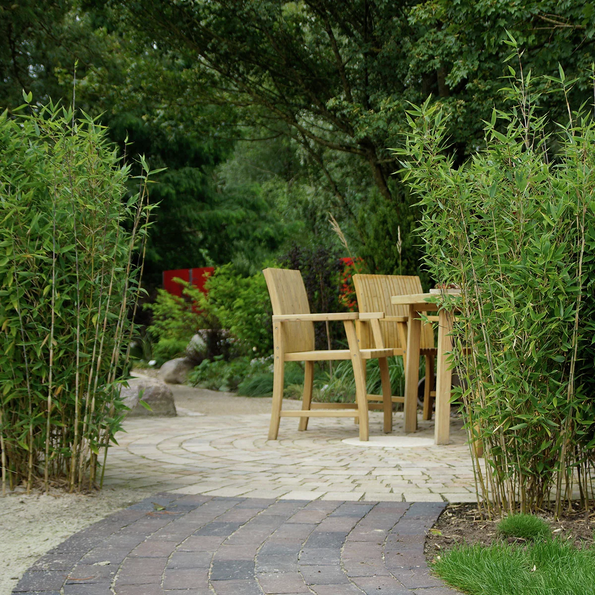 Blauer Drachenschuppenbambus Blue Lizard®