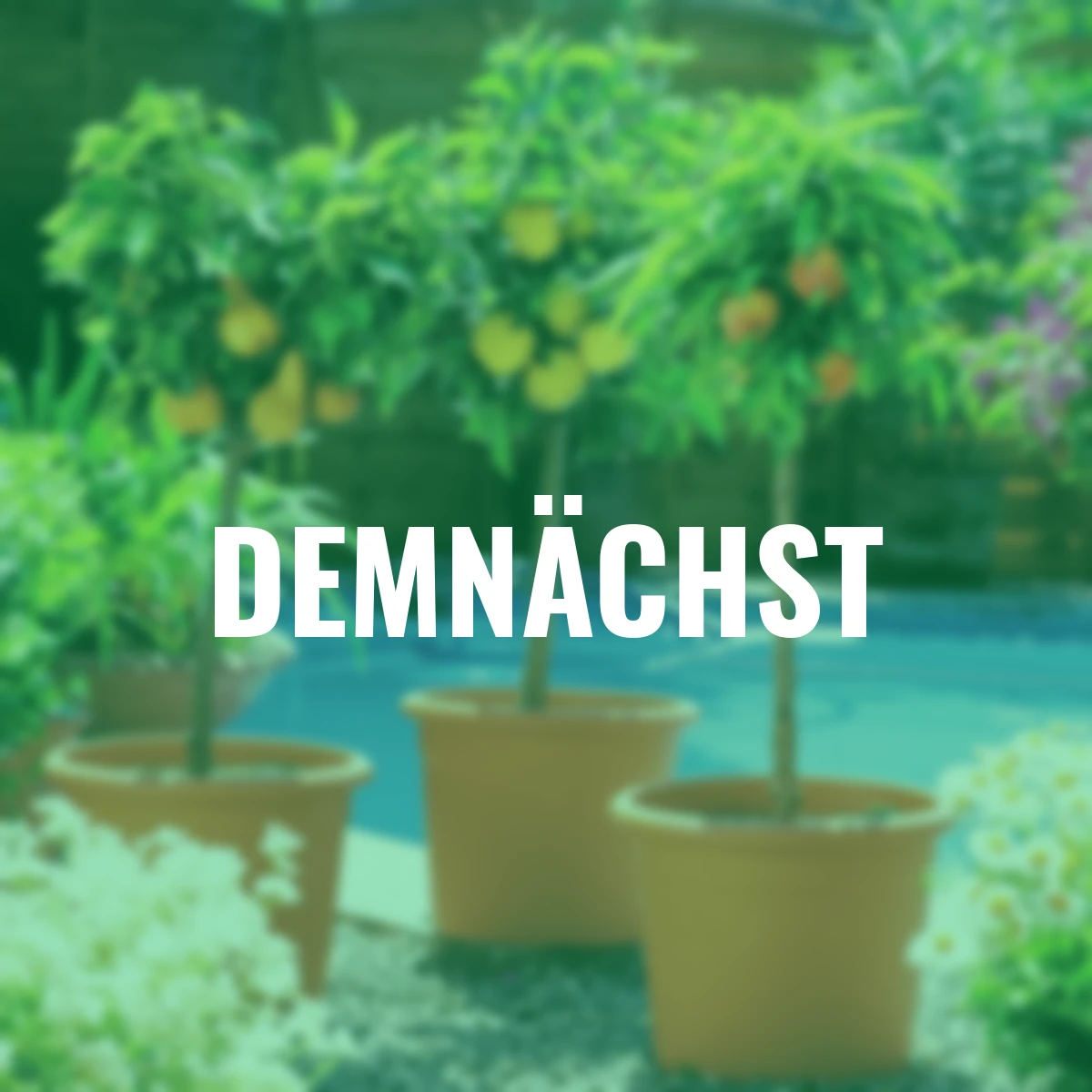 Zwergobst-Überraschungspaket