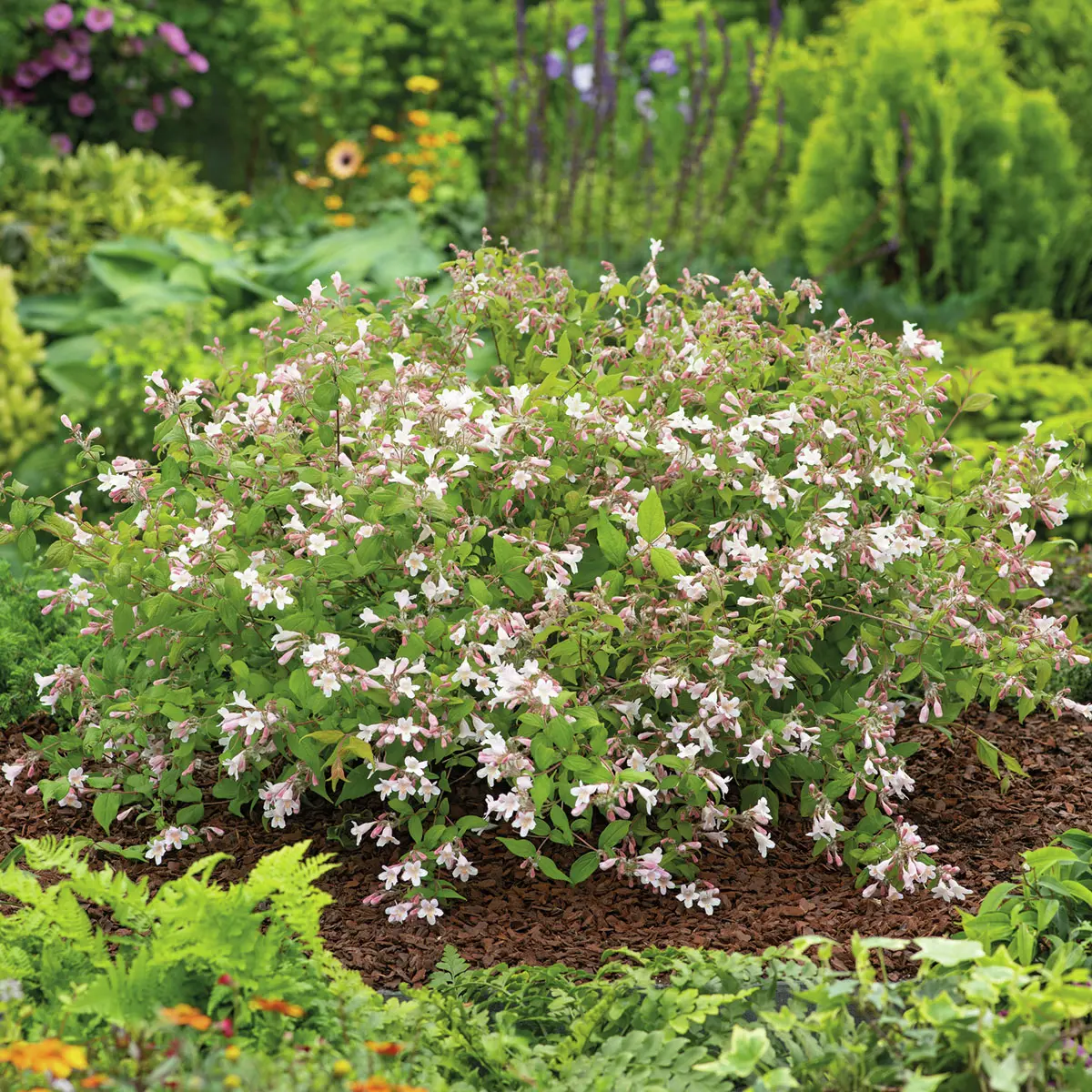 Perlmuttstrauch Kolkwitzie, rosa-weiß