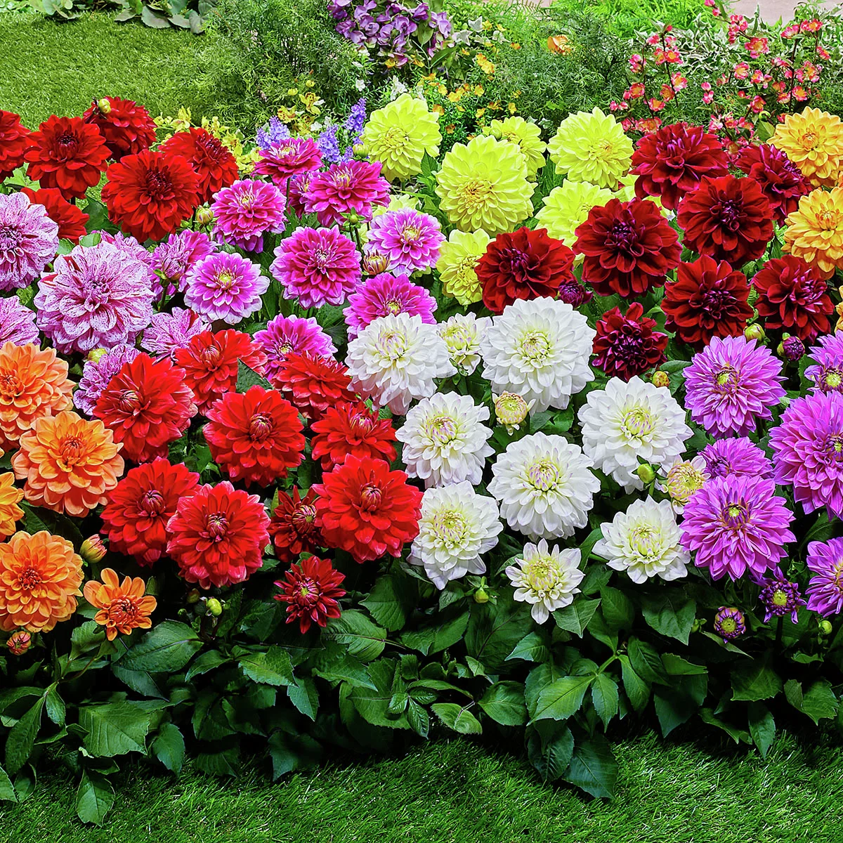 Set Schmuckdahlien Go-Go Beet-Dahlien