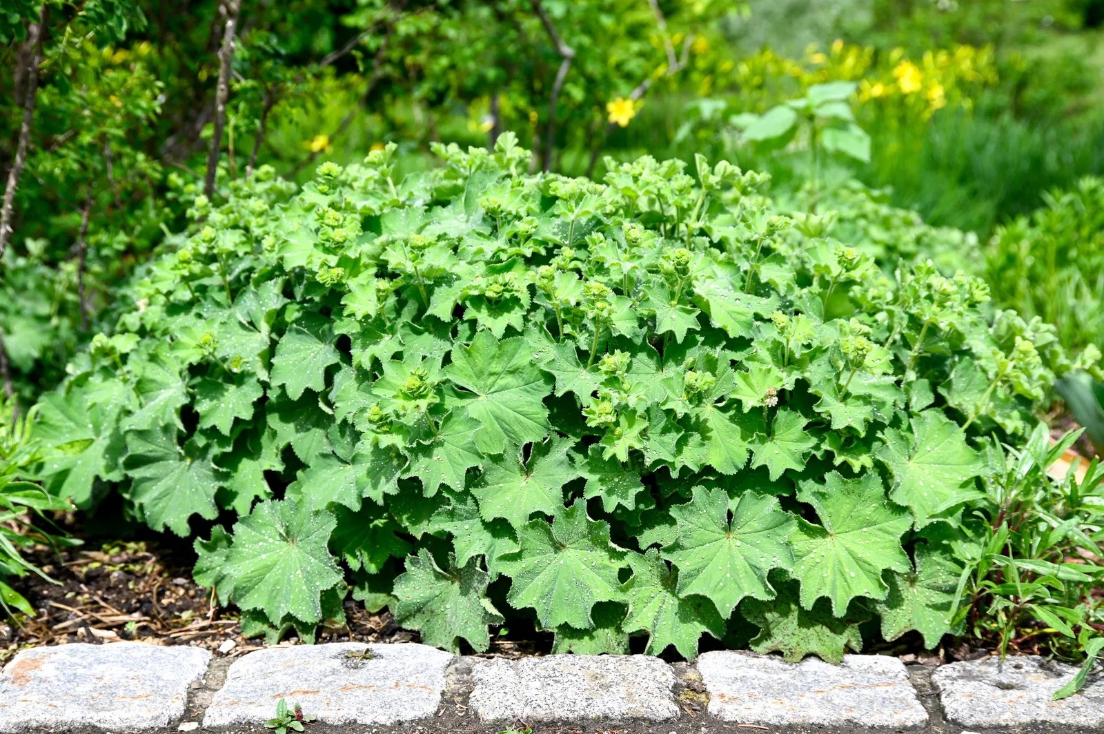 Großblättriger Frauenmantel Thriller